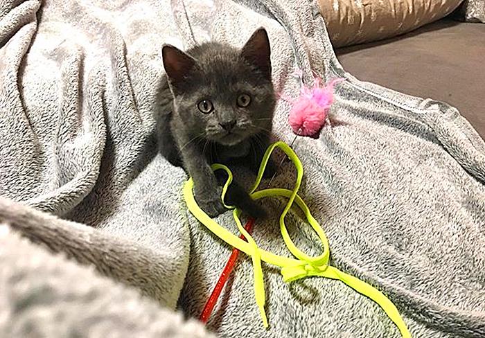 辟谣，猫咪睡觉摆尾并非装睡，轻易打扰，小心晚上头发不保