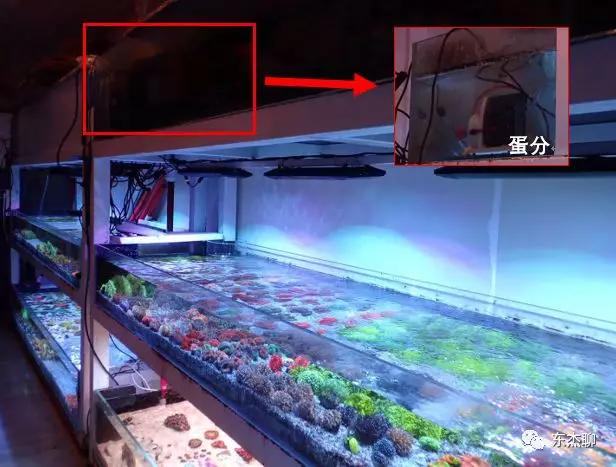 海缸最好的过滤系统,海缸推荐用什么过滤器