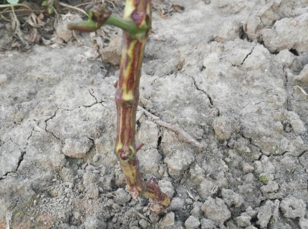 葡萄枝条上的病害图片,葡萄果实开裂什么病害