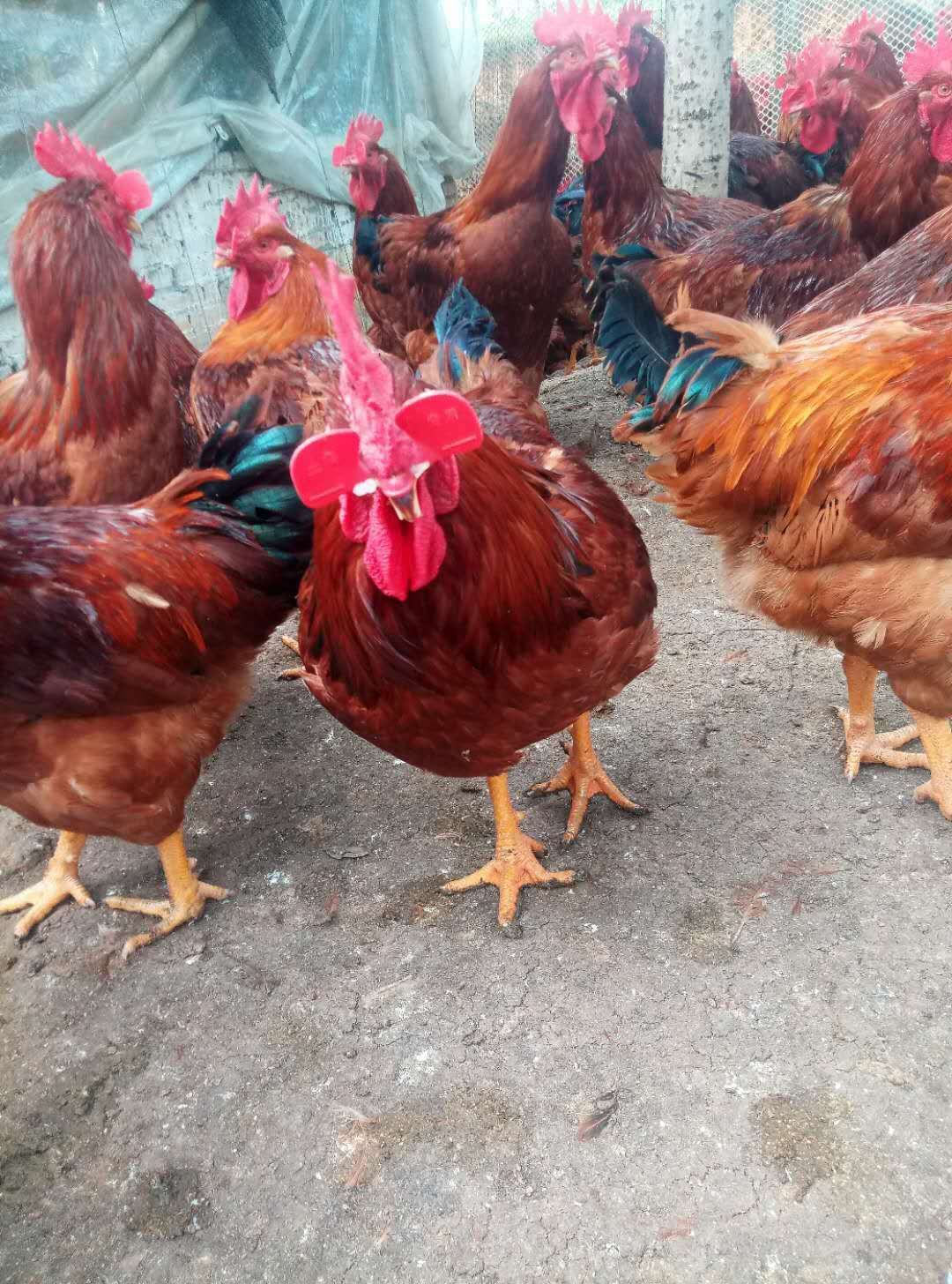 刚开产蛋鸡出现啄肛如何预防治疗,小鸡啄羽啄肛是怎么回事用什么药