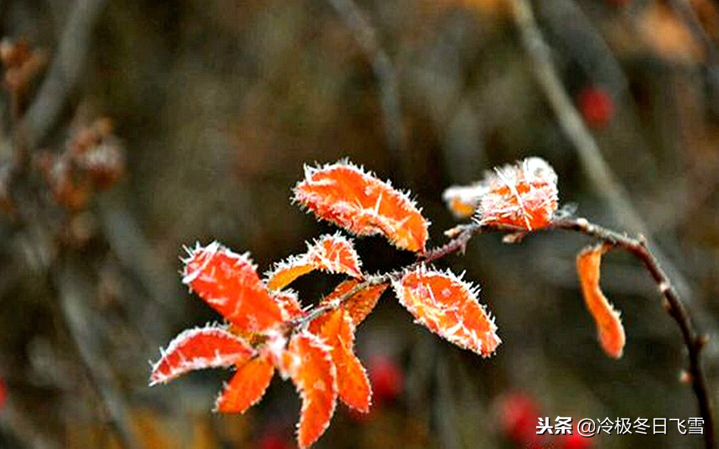 中国根河是世界最冷的地方吗,中国最冷地方是哪里漠河