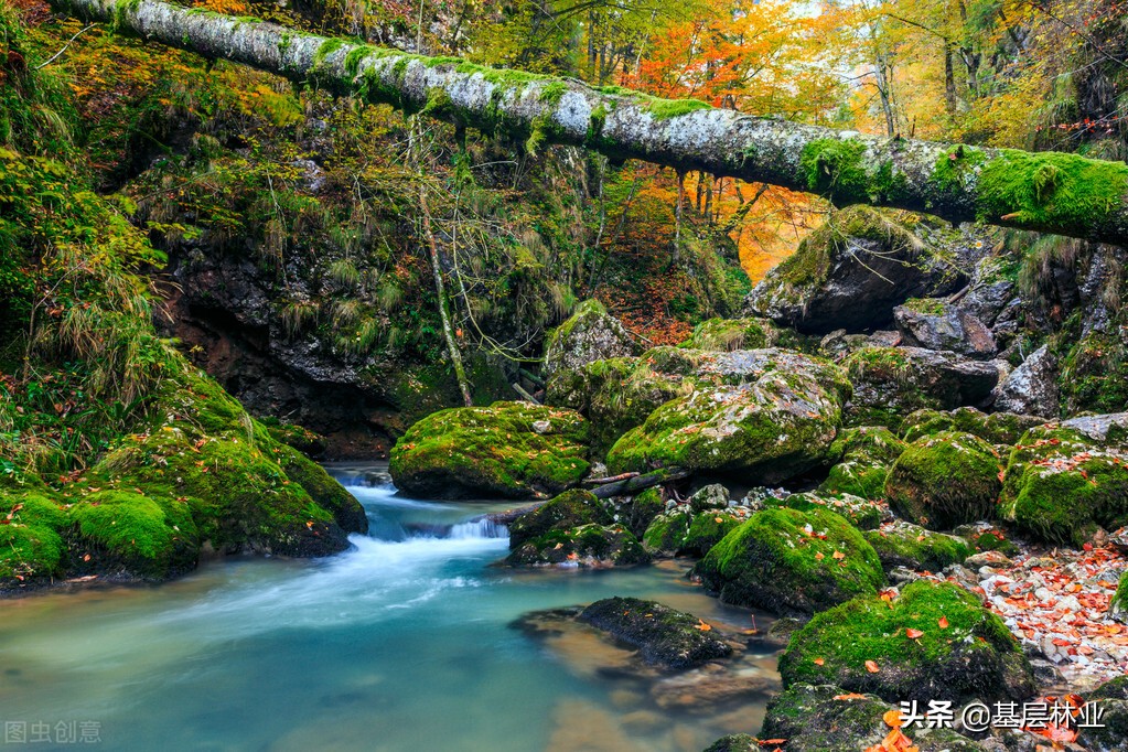 山蚂蝗咬过之后伤口很痒怎么医治,山蚂蝗咬了用什么药好