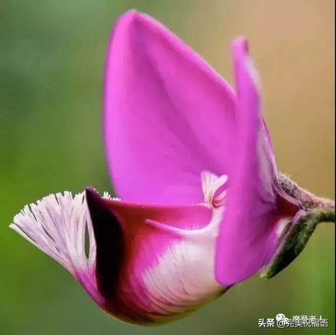 大年初三群相册，有群的都看看，太美了，这辈子见一次值了