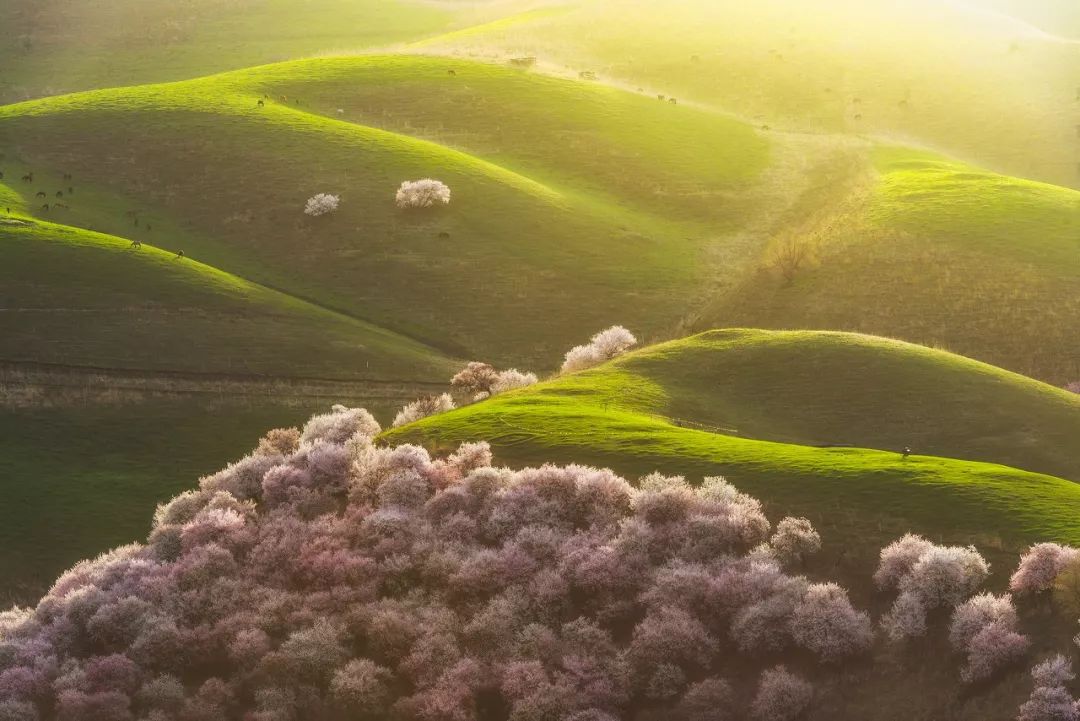 涓嶈兘鍘诲鍦扮殑鐞嗙敱,浜旂浜轰笉鑳藉幓鐤嗗唴鏃呮父