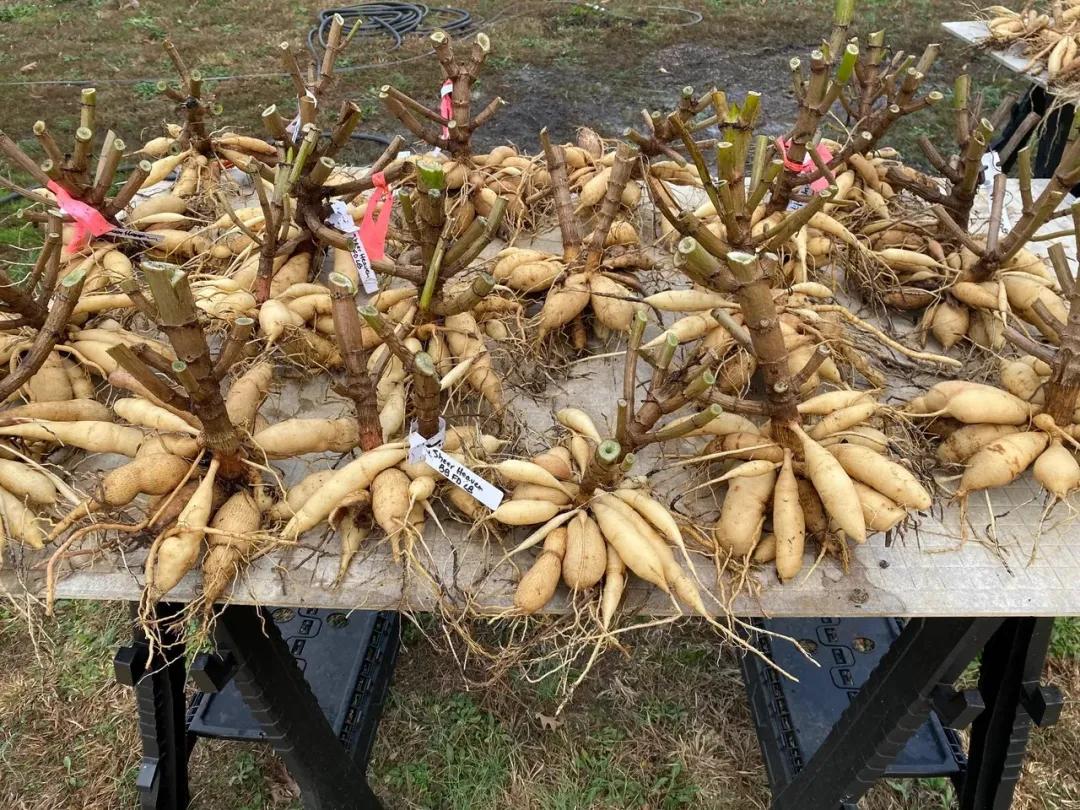 大丽花秋天要起球吗,大丽花怎样越长越好