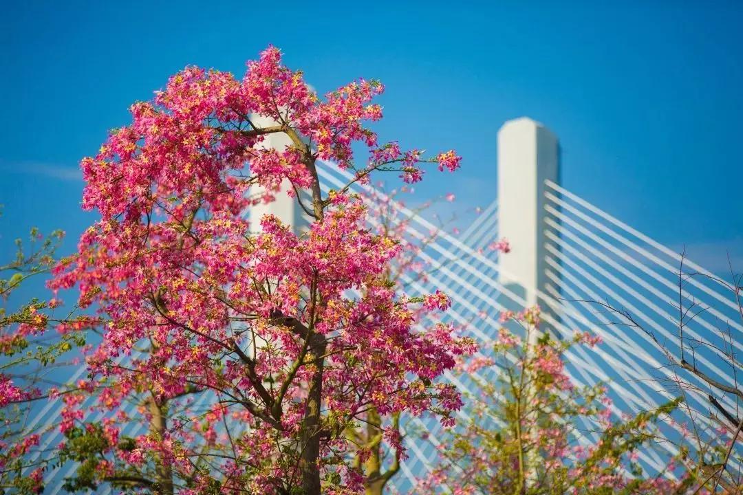 2020美到窒息！珠海的冬天，美炸了