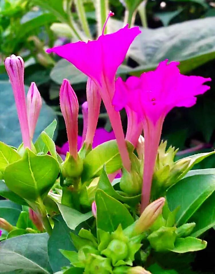 紫茉莉花色,紫茉莉的花朵有香味吗