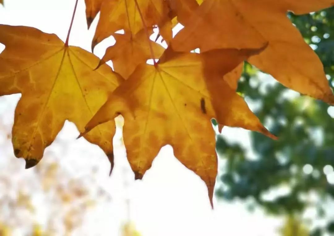 传统文化知识习题,传统文化课讲解