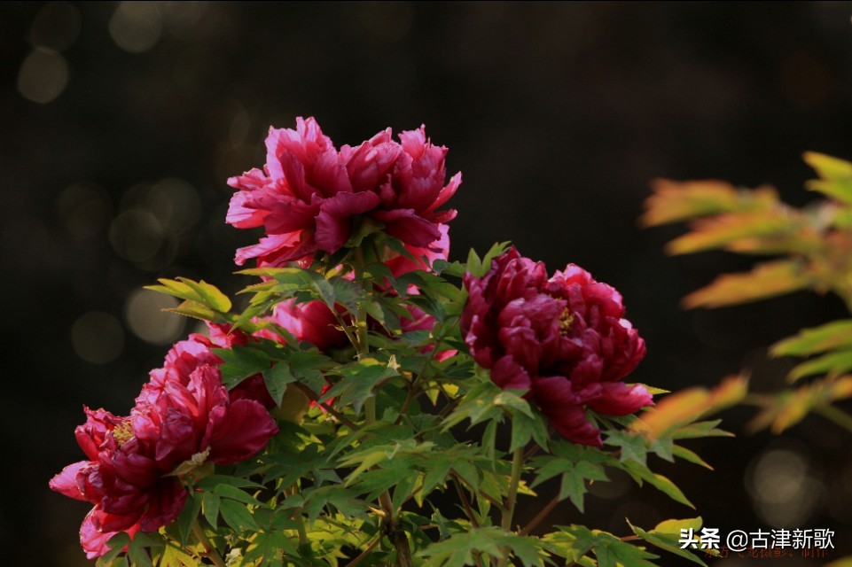 最美牡丹诗词20首,研究牡丹花