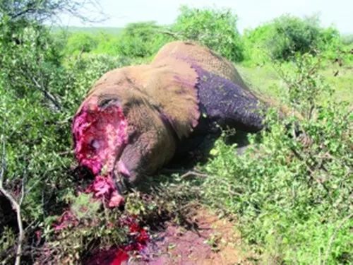 文玩背后的阴暗——鲜血淋漓惨不忍睹！人性居然能恶毒到如此地步