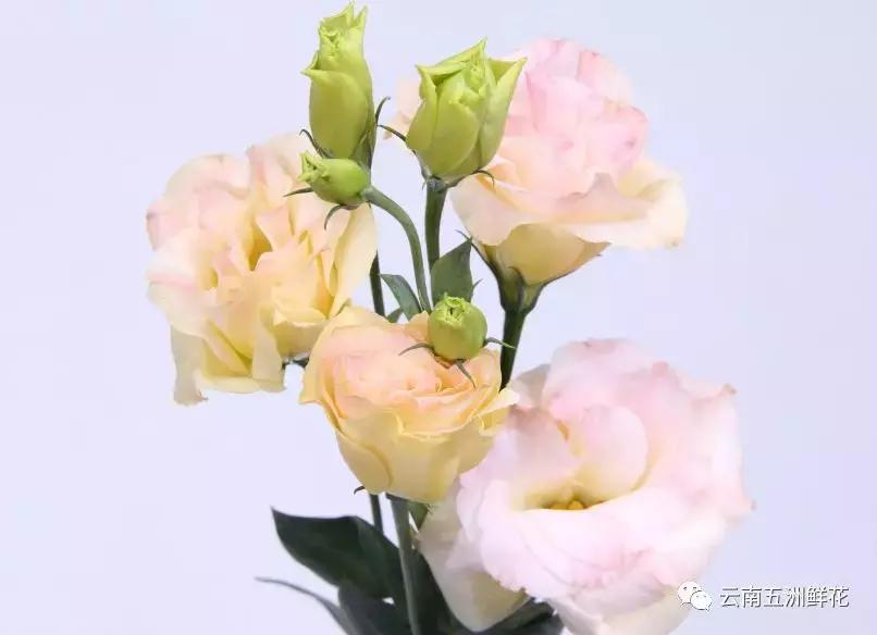 开花店需要购买什么花材,花店花材养护知识讲解稿