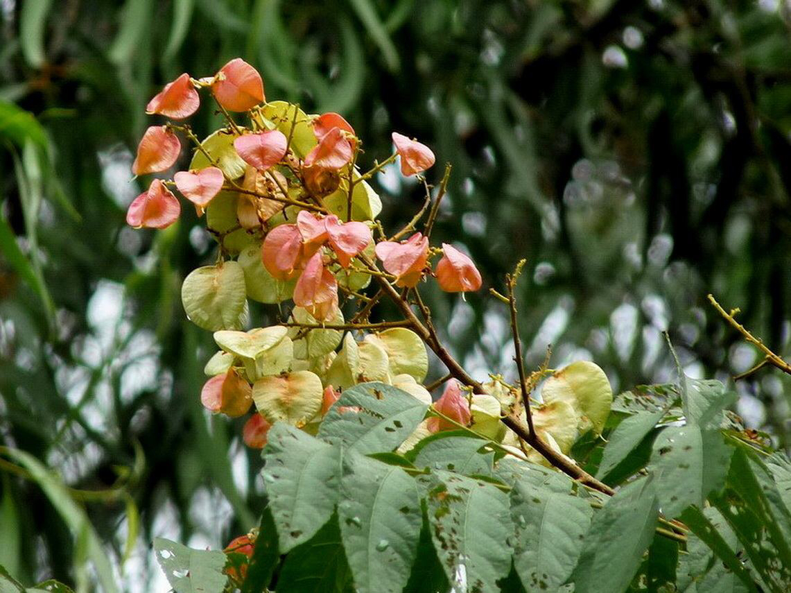 摇钱树的治病方法,让中药材成为摇钱树