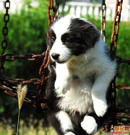 狗狗大全,送给喜欢狗的人）