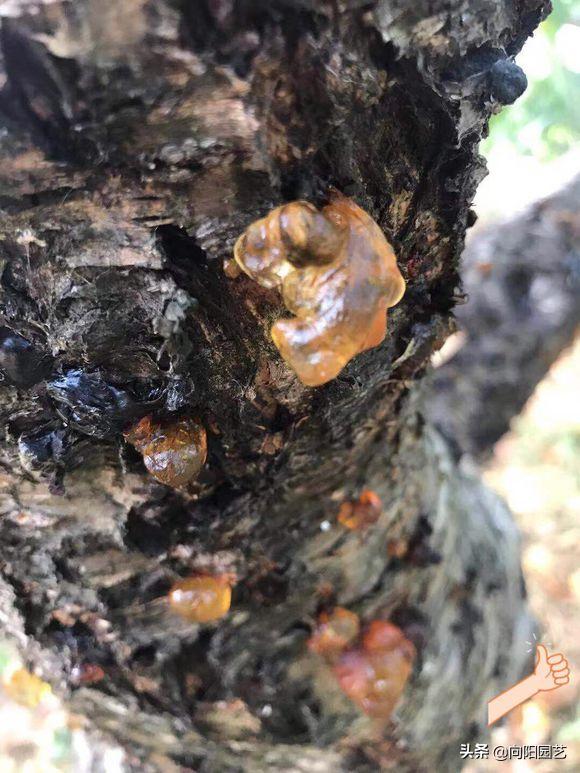 怎么煮牛奶桃胶,牛奶煮桃胶简单煮法