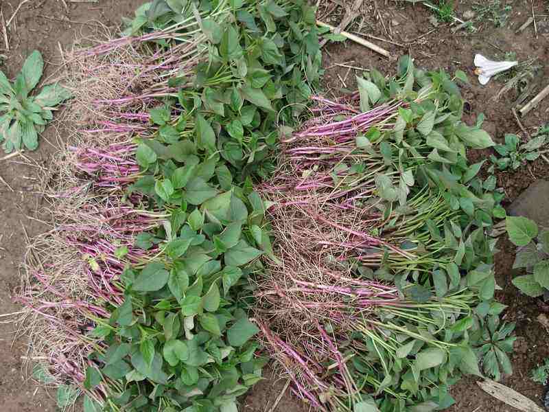 红薯怎么种才壮苗,红薯如何培育壮苗