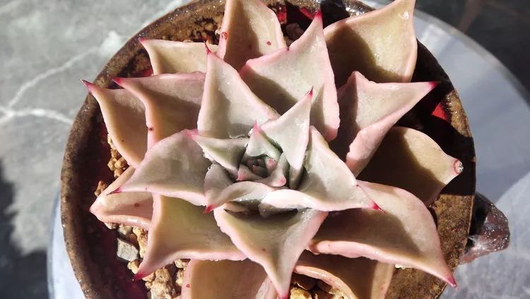 爱机车，爱多肉，宝妈花姐的诗和远方