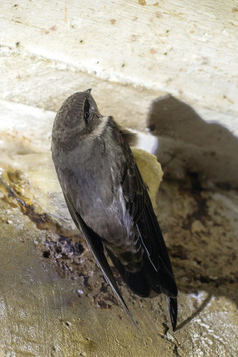 都是燕窝惹的祸?爪哇金丝燕:飞得快不如被团灭快