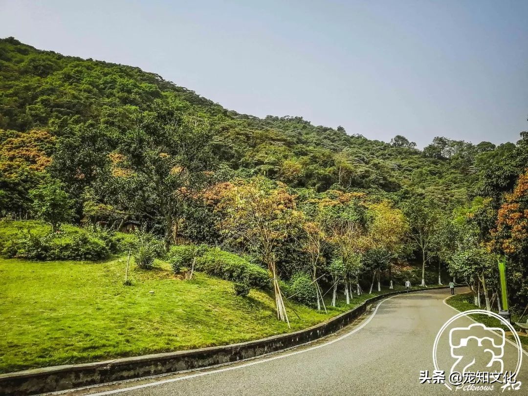 广州南沙黄山鲁森林公园攻略,广州附近可以带宠物的旅游景点