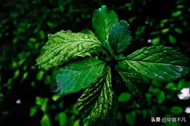 关于清明节的古诗词朗诵,清明节的童谣俗语古诗词