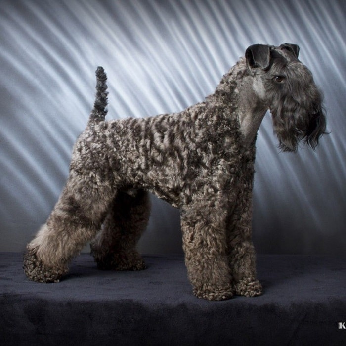 世界上最昂贵的10只狗,世界上十大最名贵的犬种附图