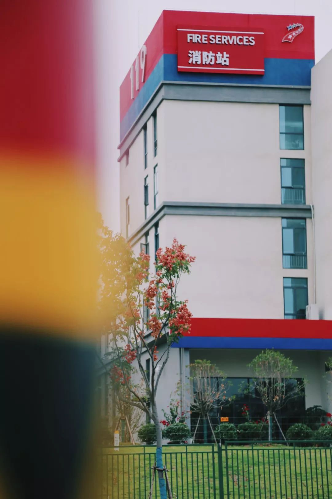 在江夏，我遇见了青松