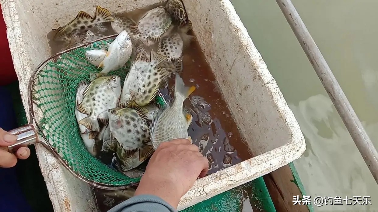 靠海钓捞鱼致富,海钓渔民一年能赚多少