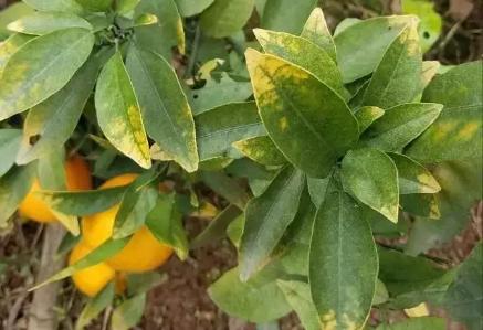 柑橘叶片发黄是什么原因引起的,柑橘落叶叶片发黄主要是根系不好