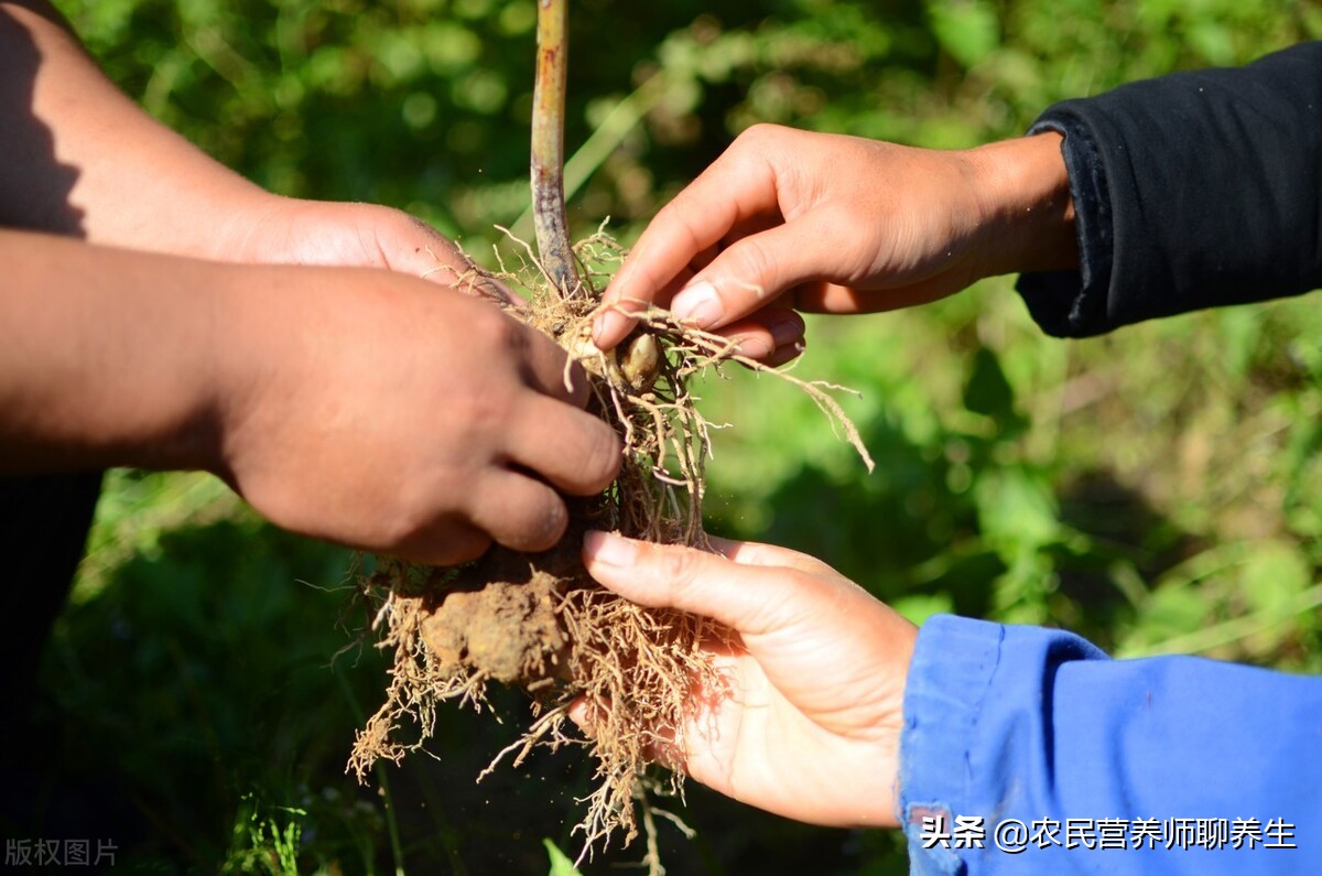 农民叫它“鸡头参”,加枸杞煮水,让爷爷童颜焕发,值得一看