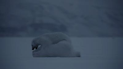 夜半*拍偷**下,成就今年第一部神级纪录片:黑暗下的生命,超乎想象