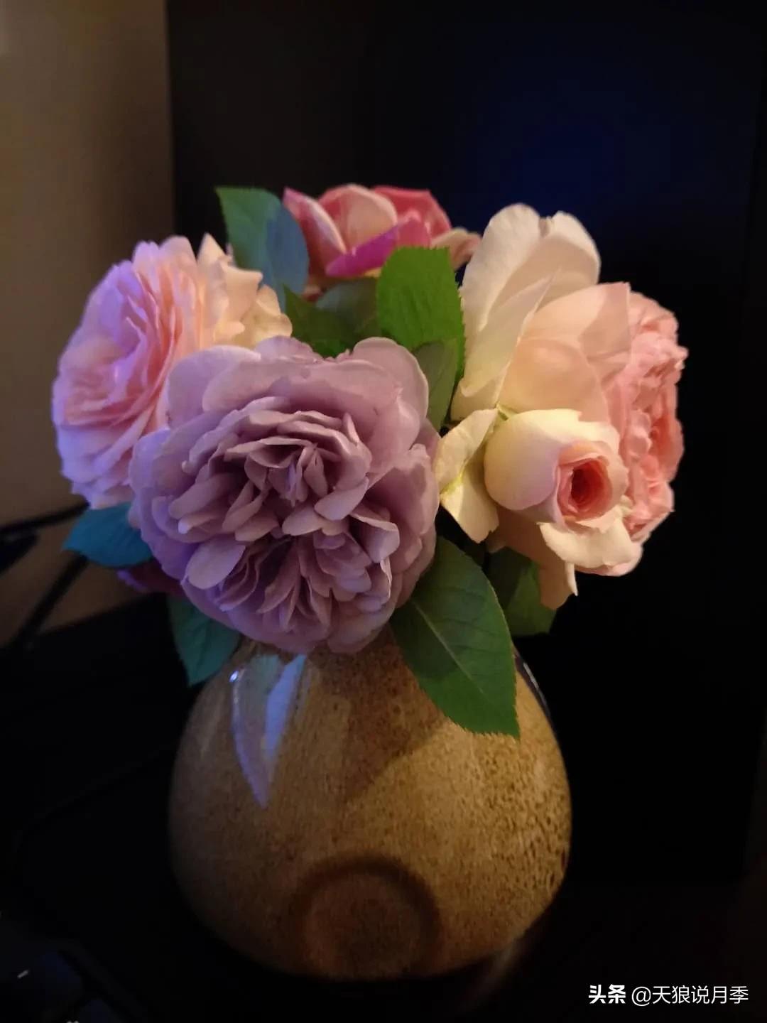 月季花是时候展现真正的技术了 (开春的第一波月季花就这么过去了)