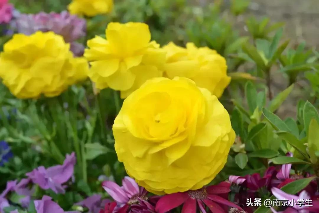 春和景明少年时,古雄小学2021年新生