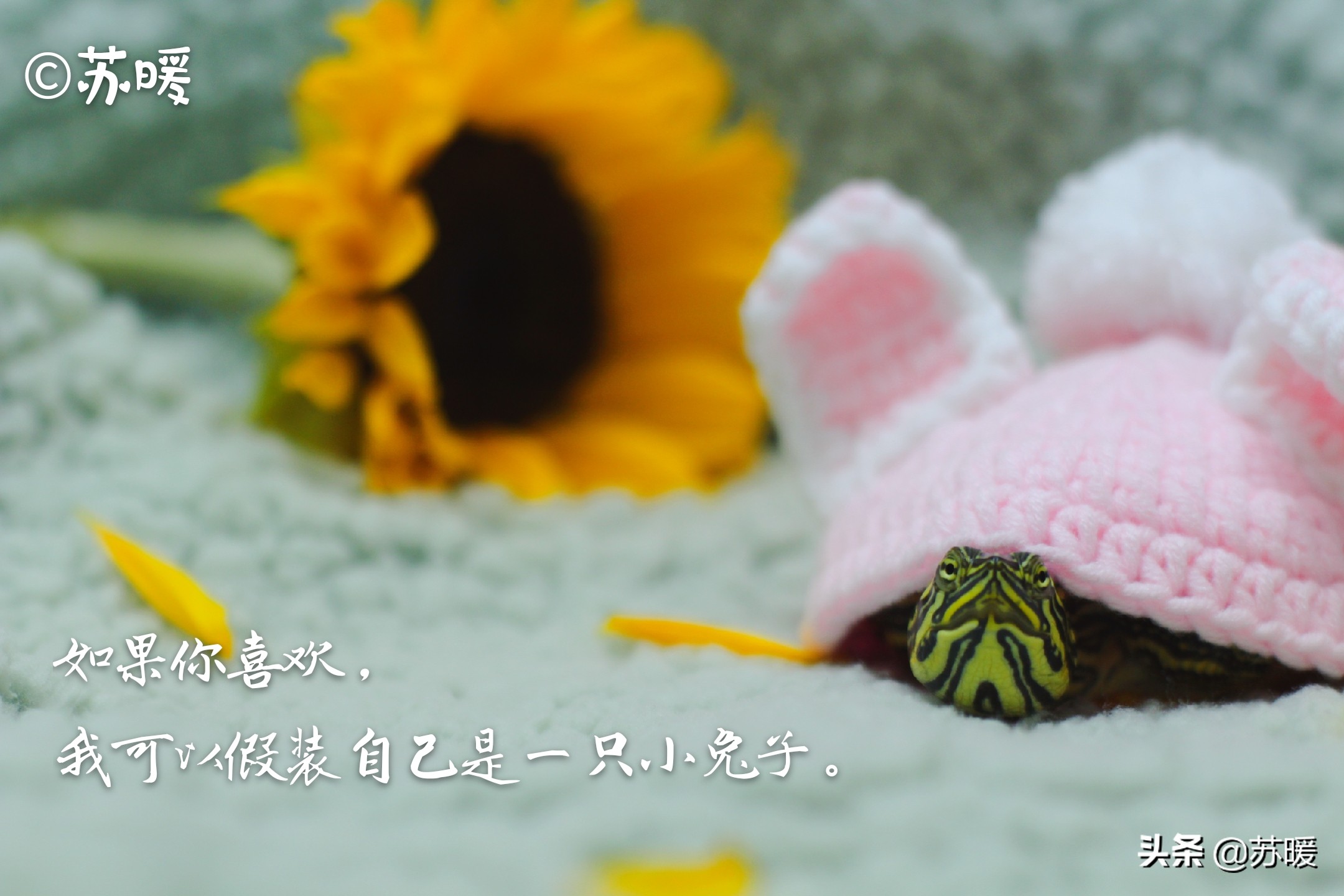 百多邦能治疗乌龟腐皮吗,阿莫西林治疗乌龟腐皮