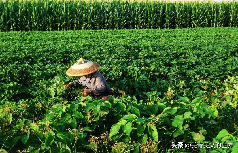 农民为妻子写首诗：《我的老婆很黑》，句句耐人寻味，高手在民间