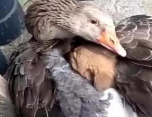 大雪天小狗被锁链拴门外冻的发抖,小狗冷风中瑟瑟发抖等主人三天