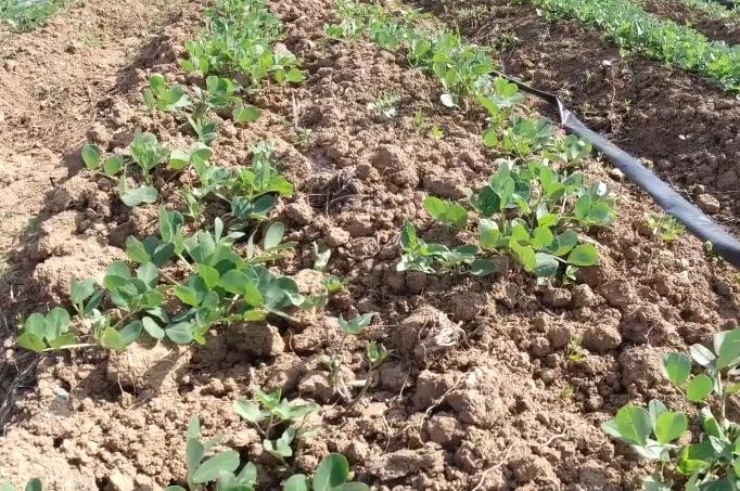 花生刚种下就下大雨影响出芽率吗,花生雨前播好还是雨后播种好