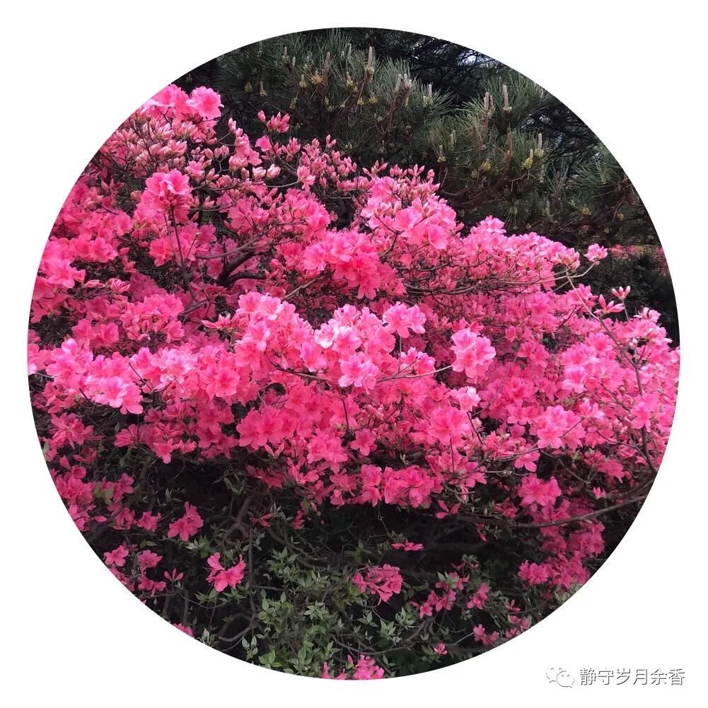 情满龟峰·诗涌花海