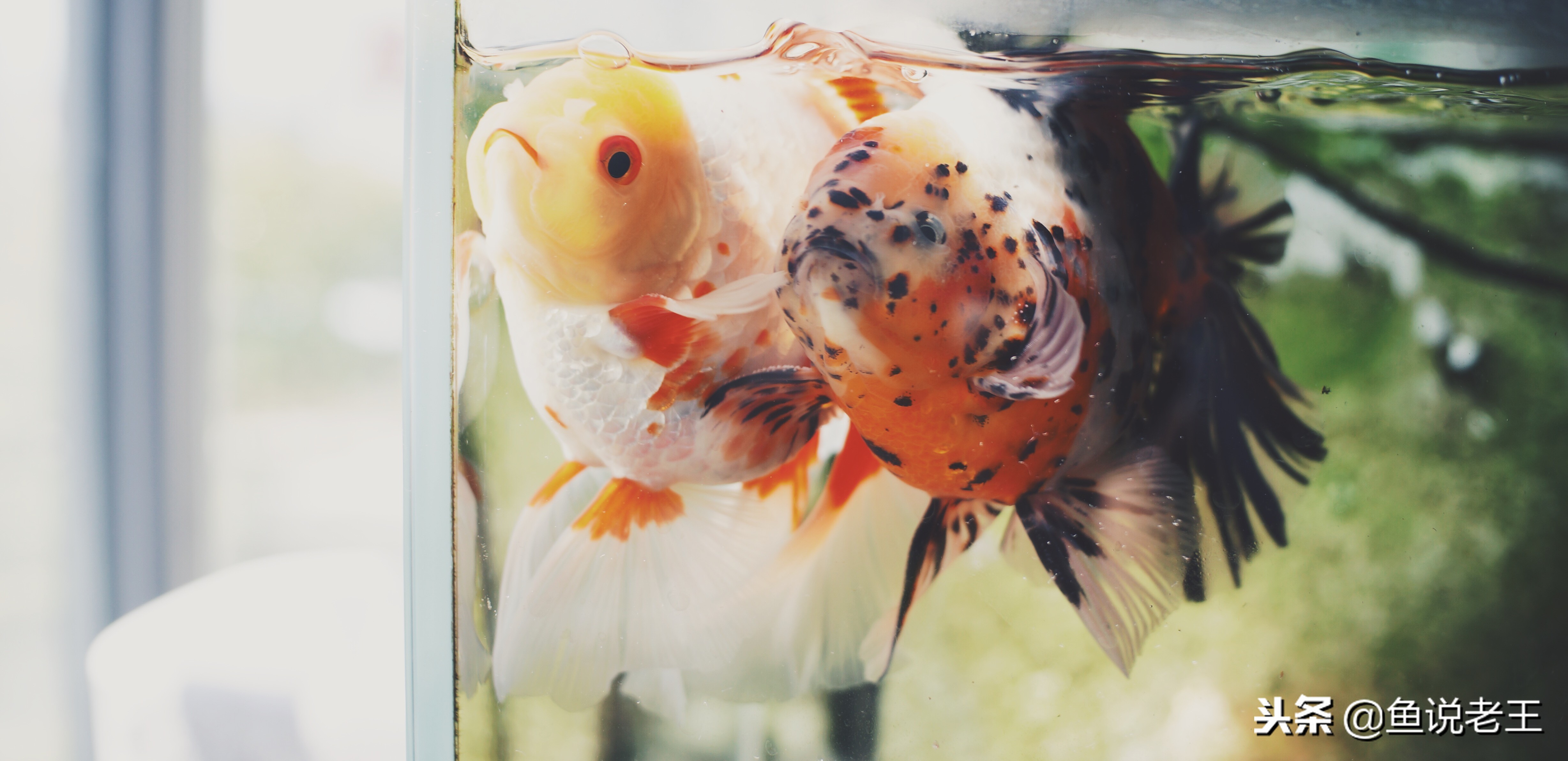 预防鱼儿生病怎么下药,如何急救生病的鱼