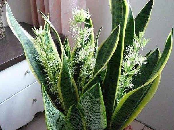 家庭盆栽土壤不透气怎么办?核桃壳、瓜子皮一用,烂根问题不在