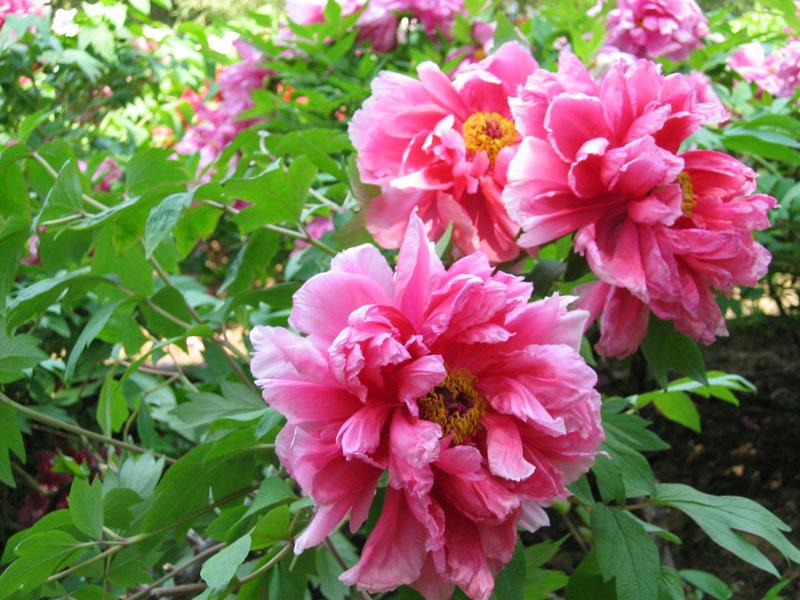 中国三十种名花图片大全,中国十大名花及花卉文化