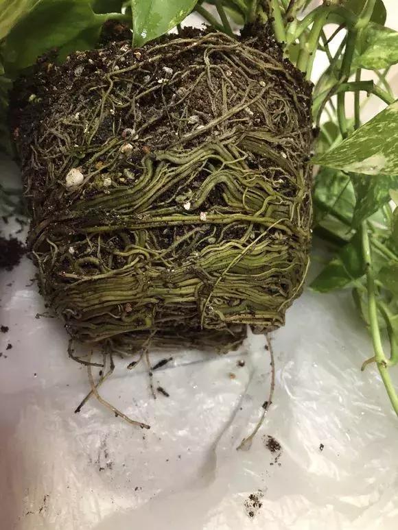 绿萝吊兰爱“吃土”,2年盆土“吃光光”,说啥也要换土!