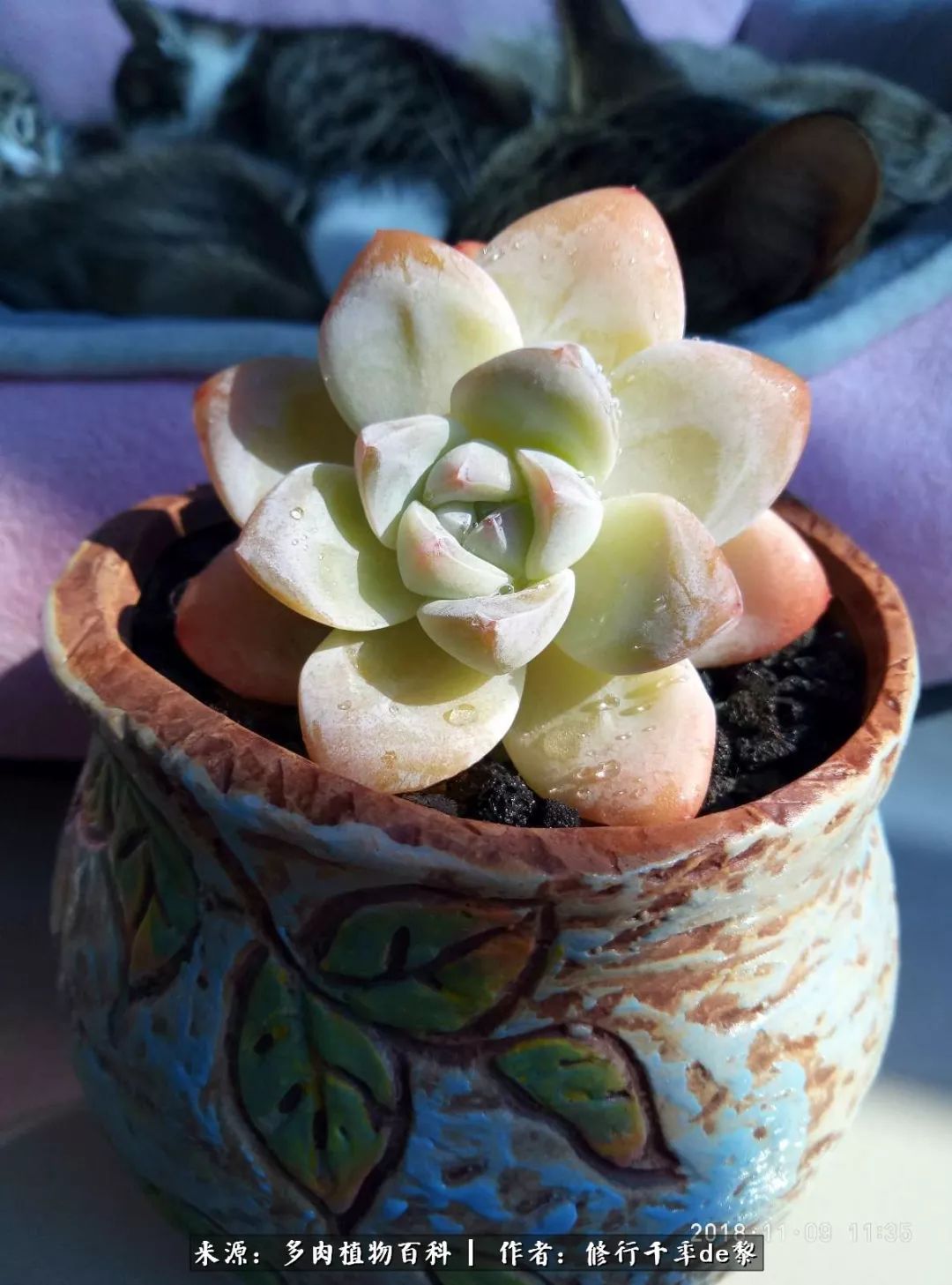 鱼和熊掌不可兼得自由和爱情,鱼和熊掌不可兼得胖和丑如影随形