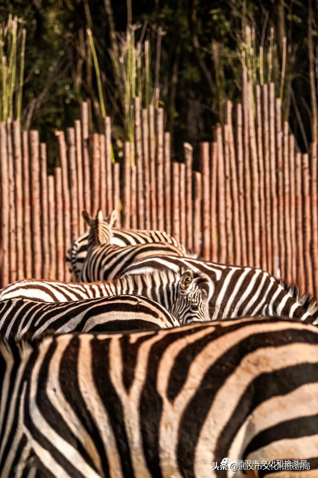 蔡甸区游玩,蔡甸在哪里