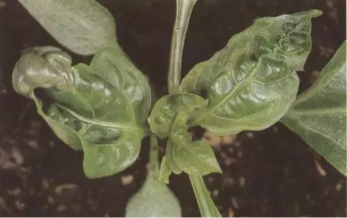 辣椒苗黄叶卷叶生长不旺盛怎样治,辣椒苗叶向下卷叶后干枯怎么回事