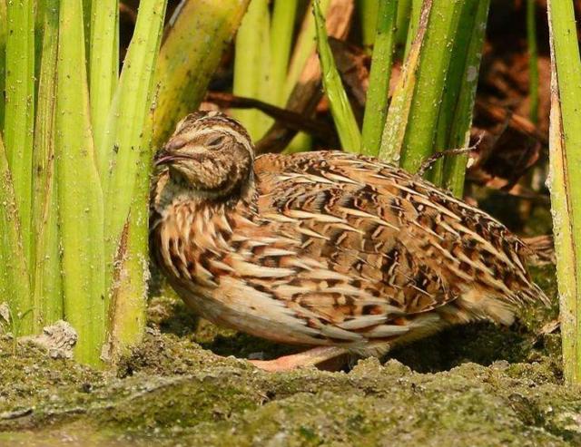 经济动物怎么饲养,饲养哪些动物可以赚钱