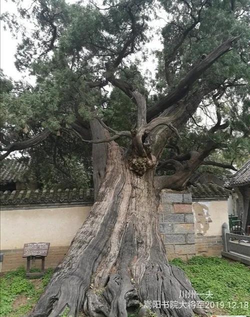 登封嵩阳书院游玩攻略路线图,嵩阳书院旅游攻略