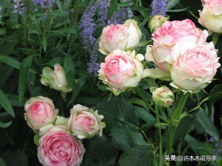 多菌灵可以治疗月季灰霉病吗,月季灰霉病黑斑病黄叶打什么药