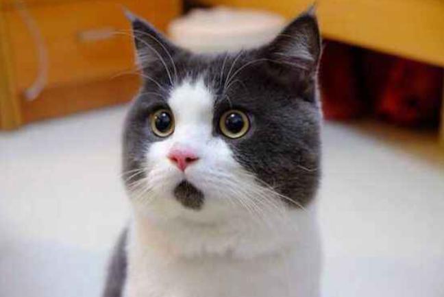 猫咪总是半夜叫主人起床怎么办,猫咪半夜老是叫要不要搭理他