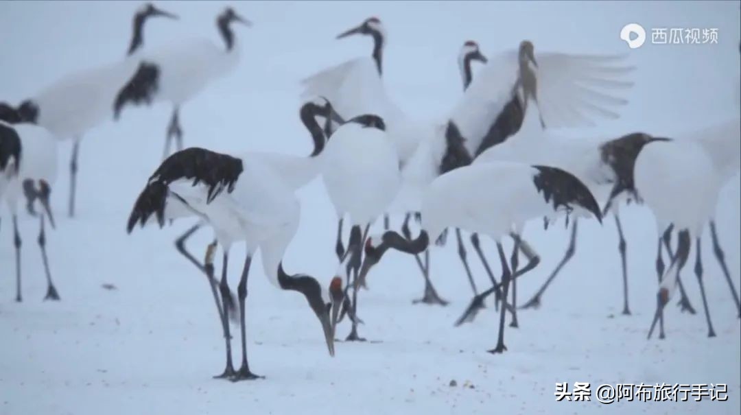 豆瓣9.1分，看过不足1500人，我却复盘了张日本最全野游图