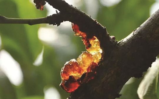 你吃过没？好吃的桃胶其实是种病！