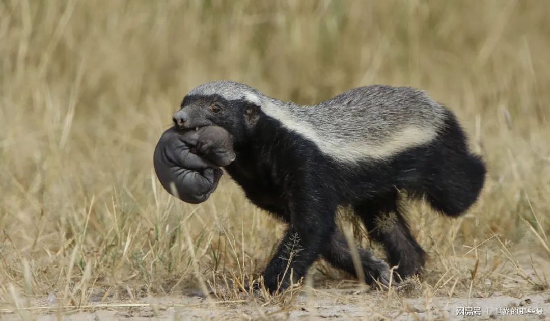江苏盐城发现狗獾，能2秒击败一条蛇，为何说它是亚洲平头哥？
